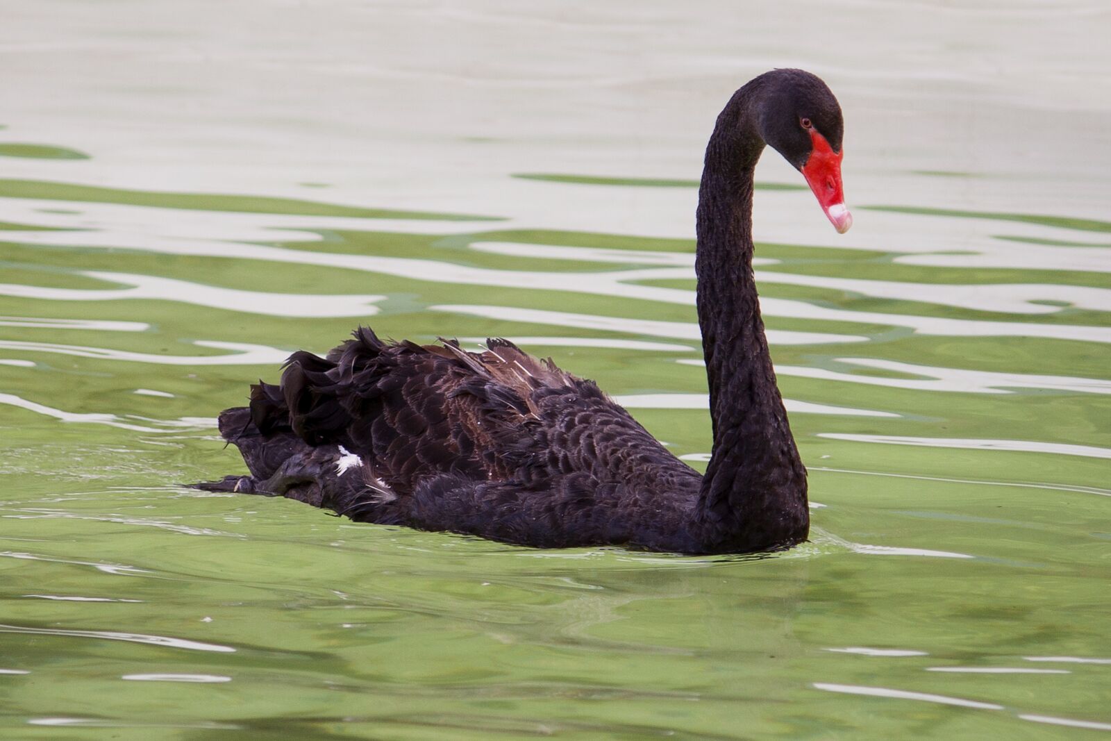 Canon EOS 350D (EOS Digital Rebel XT / EOS Kiss Digital N) sample photo. Black swan, nature, animal photography