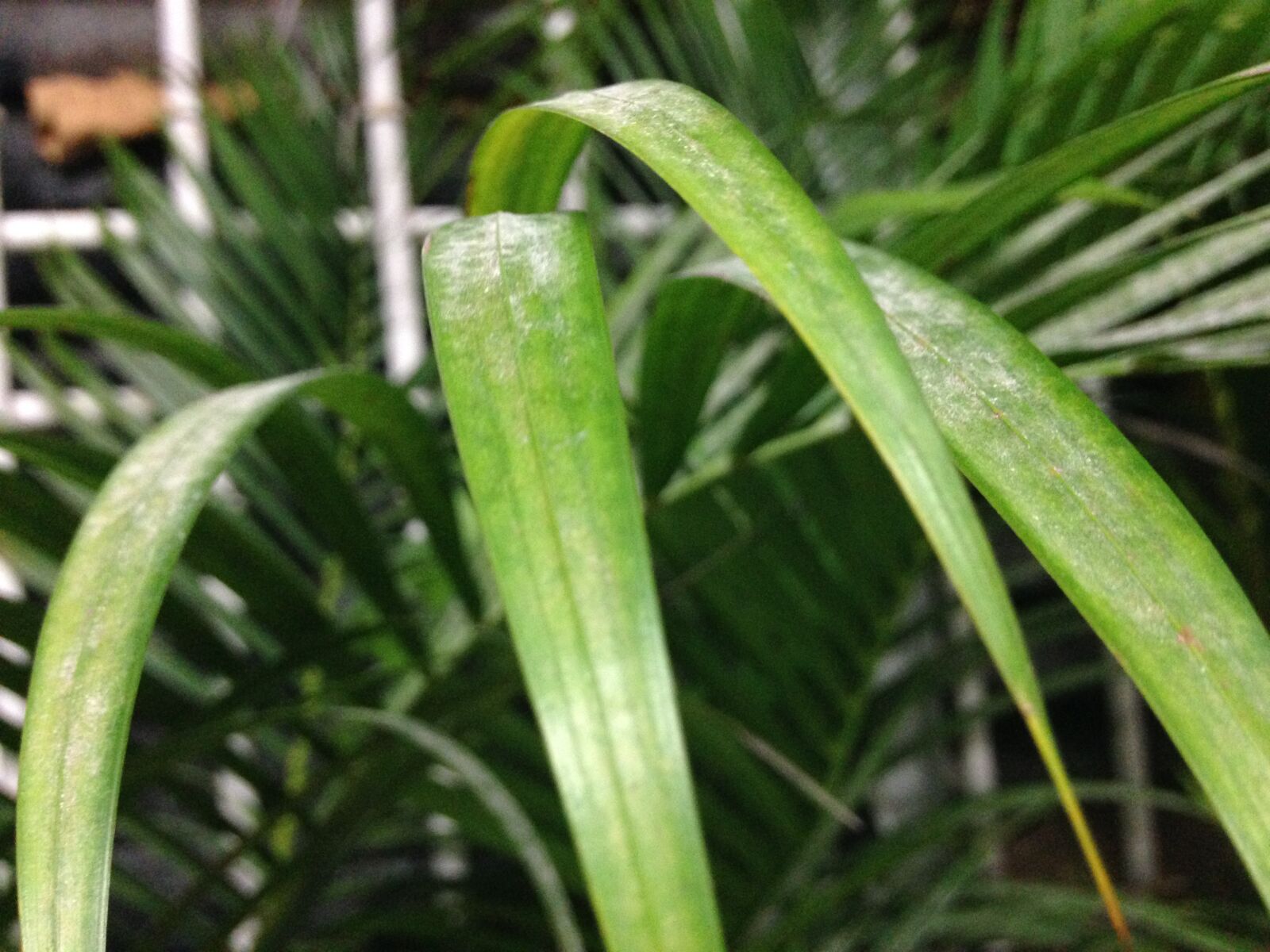 iPhone 5c back camera 4.12mm f/2.4 sample photo. Nature, flowers, spring photography