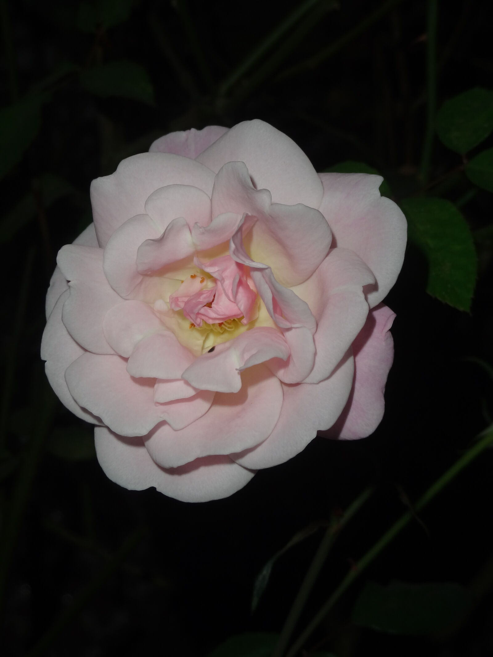 Sony Cyber-shot DSC-HX7V sample photo
