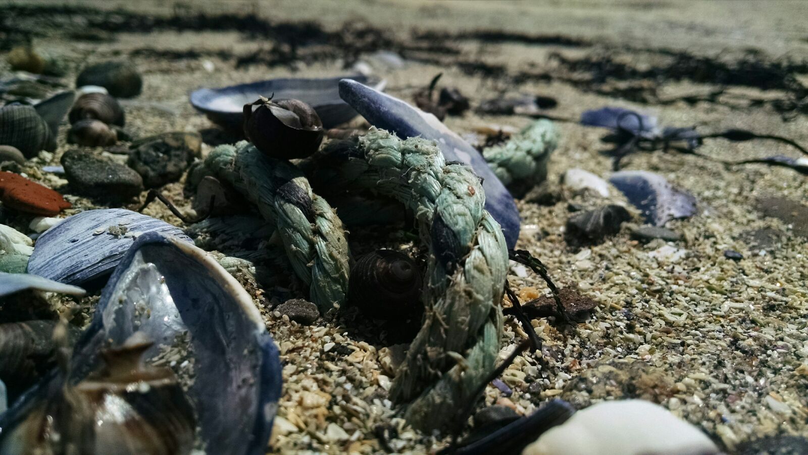 Motorola Moto X (1st Gen) sample photo. Beach, rope, sand, shell photography