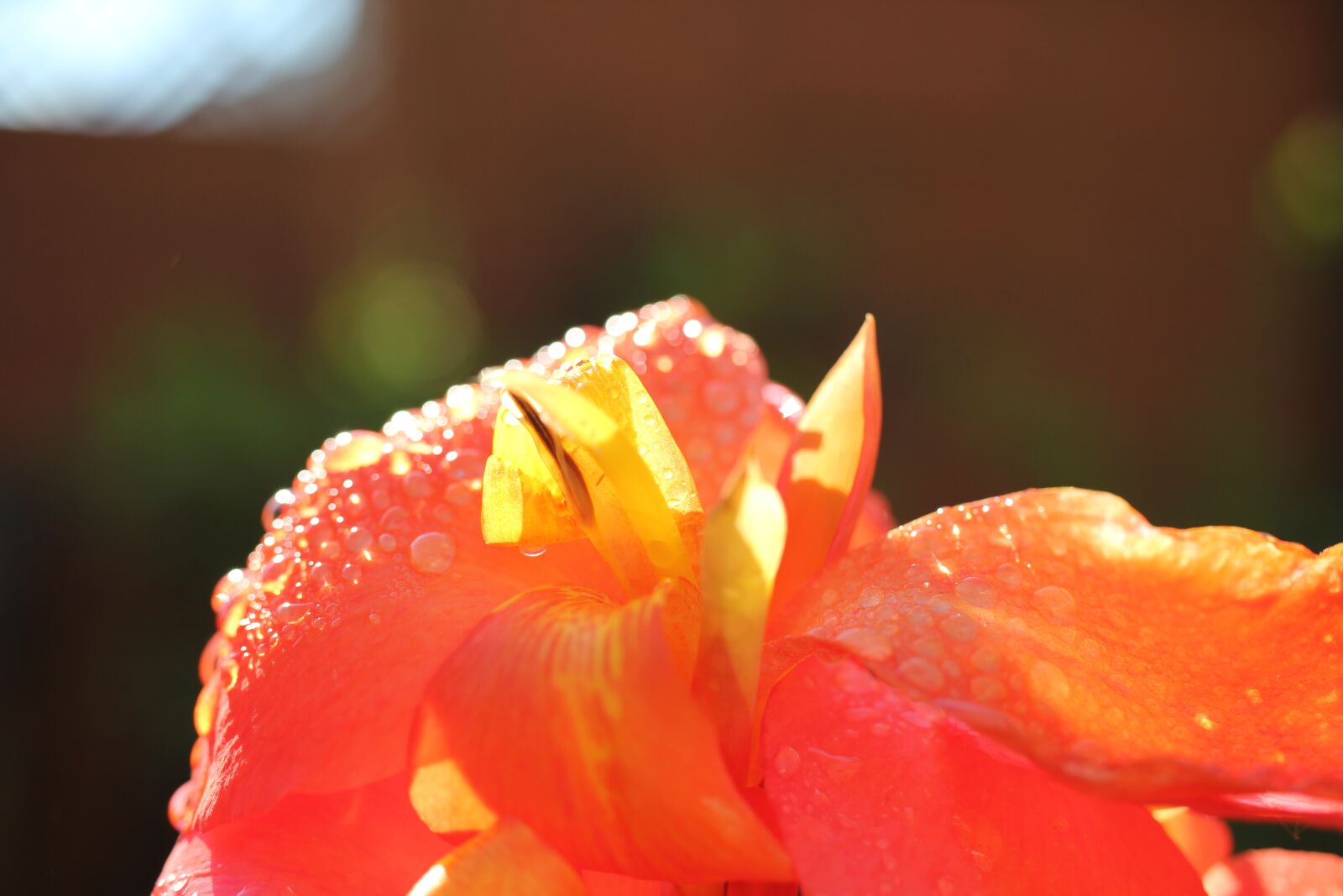 Canon EOS 550D (EOS Rebel T2i / EOS Kiss X4) sample photo. Orange, blossom, bloom photography