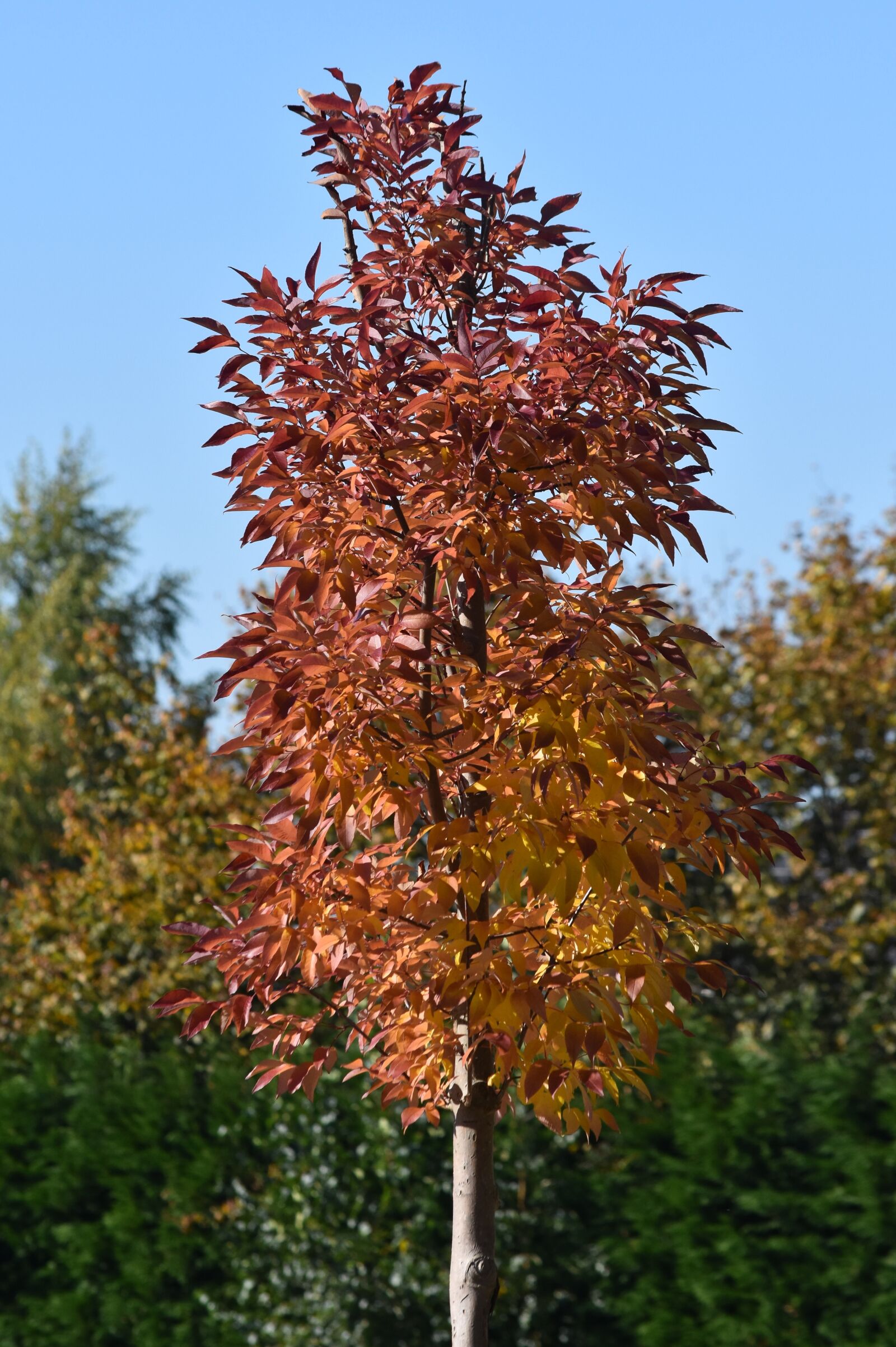 Nikon D7200 sample photo. Autumn, colors, tree photography