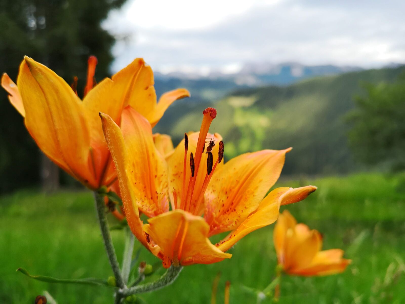 HUAWEI CLT-L09 sample photo. Flowers, prato, nature photography