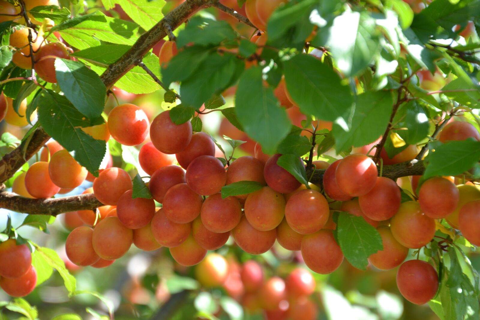 Nikon D3100 sample photo. Fruit, plum, crawl-plum photography