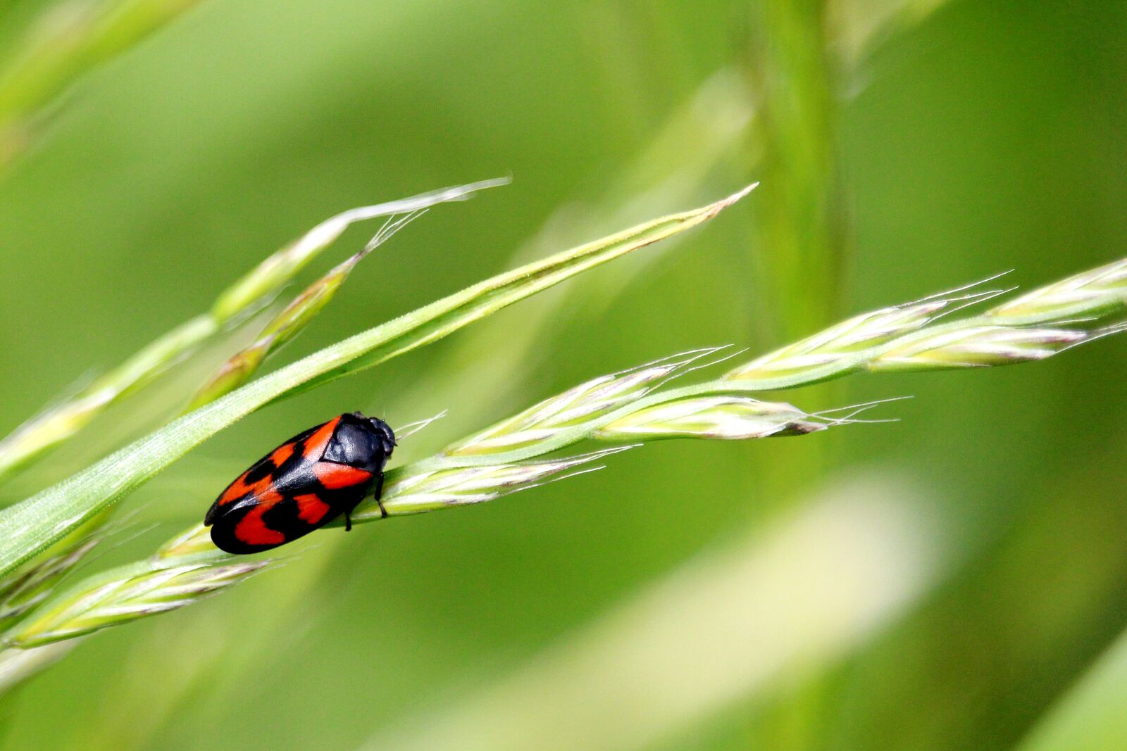 Canon EF-S 55-250mm F4-5.6 IS STM sample photo. Beetle, grass, black red photography
