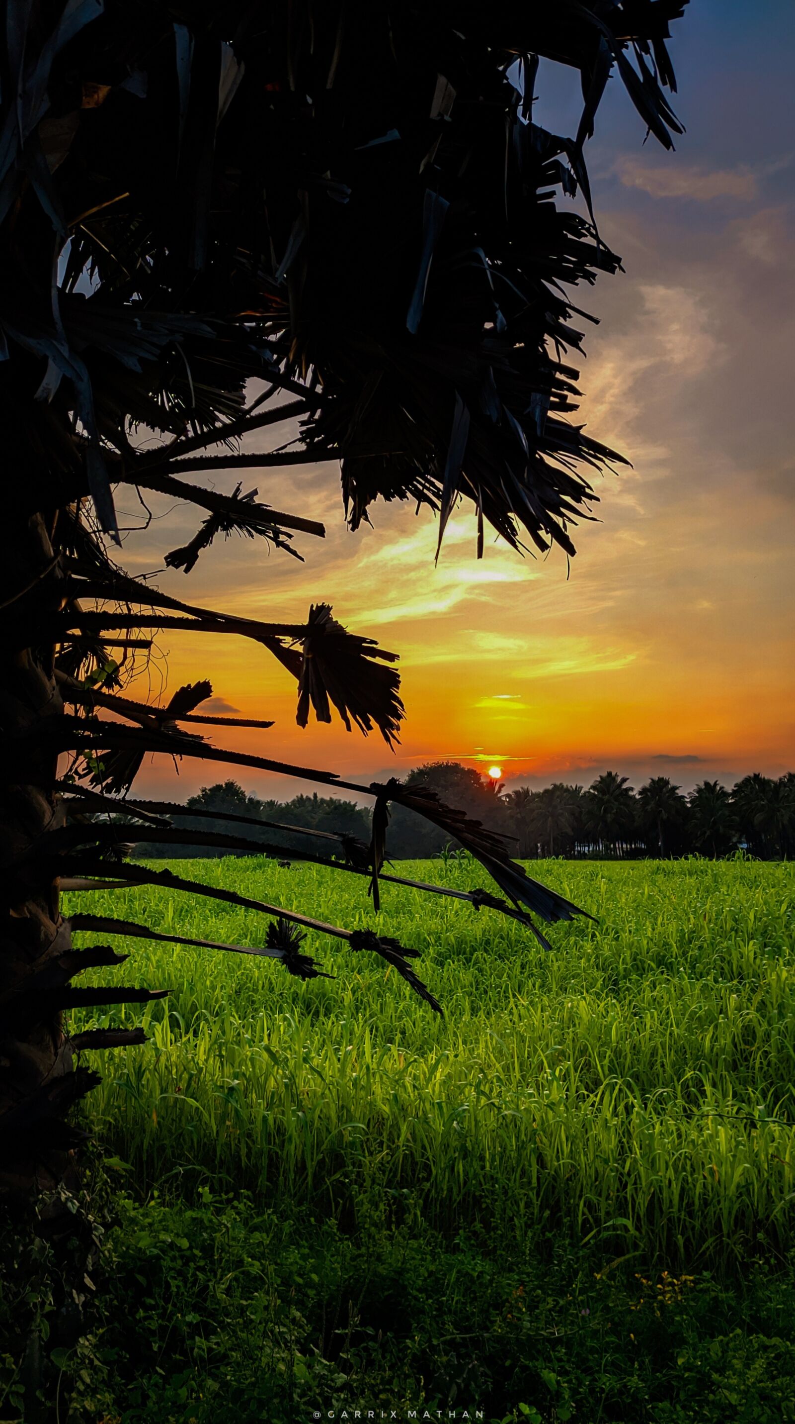 Xiaomi Redmi Note 7 Pro sample photo. Sunsets, green land, agriculture photography