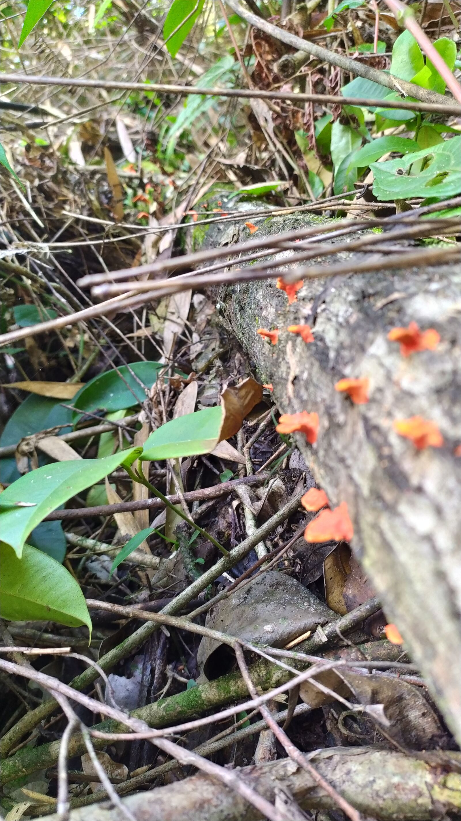 Xiaomi Redmi Note 7 sample photo. Natureza, floresta, vida photography