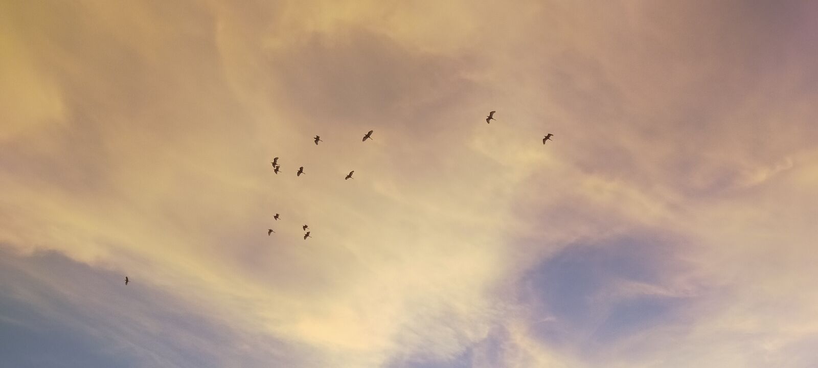 OPPO A9 2020 sample photo. Birds, evening sky, sky photography