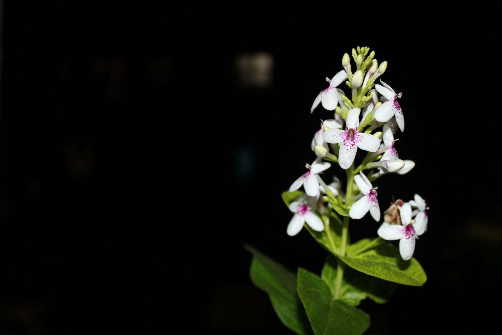Canon EOS 700D (EOS Rebel T5i / EOS Kiss X7i) sample photo. Flower, nature, wallpaper photography