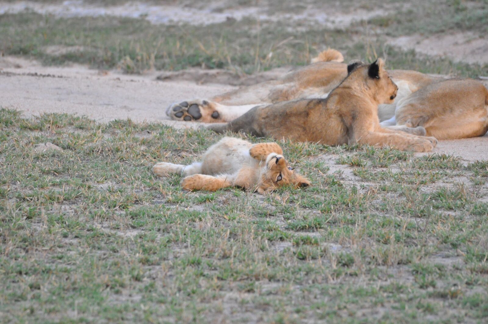 Nikon D90 sample photo. Lions, south africa, safari photography