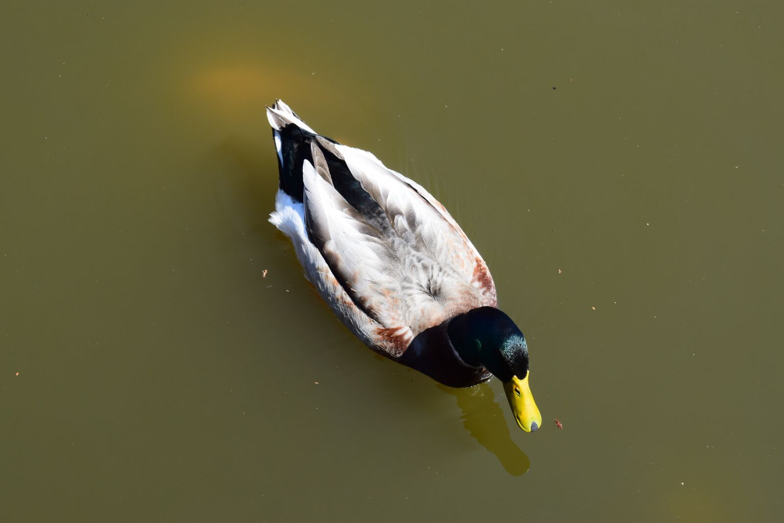 Nikon D5300 sample photo. Duck, prices, lake photography