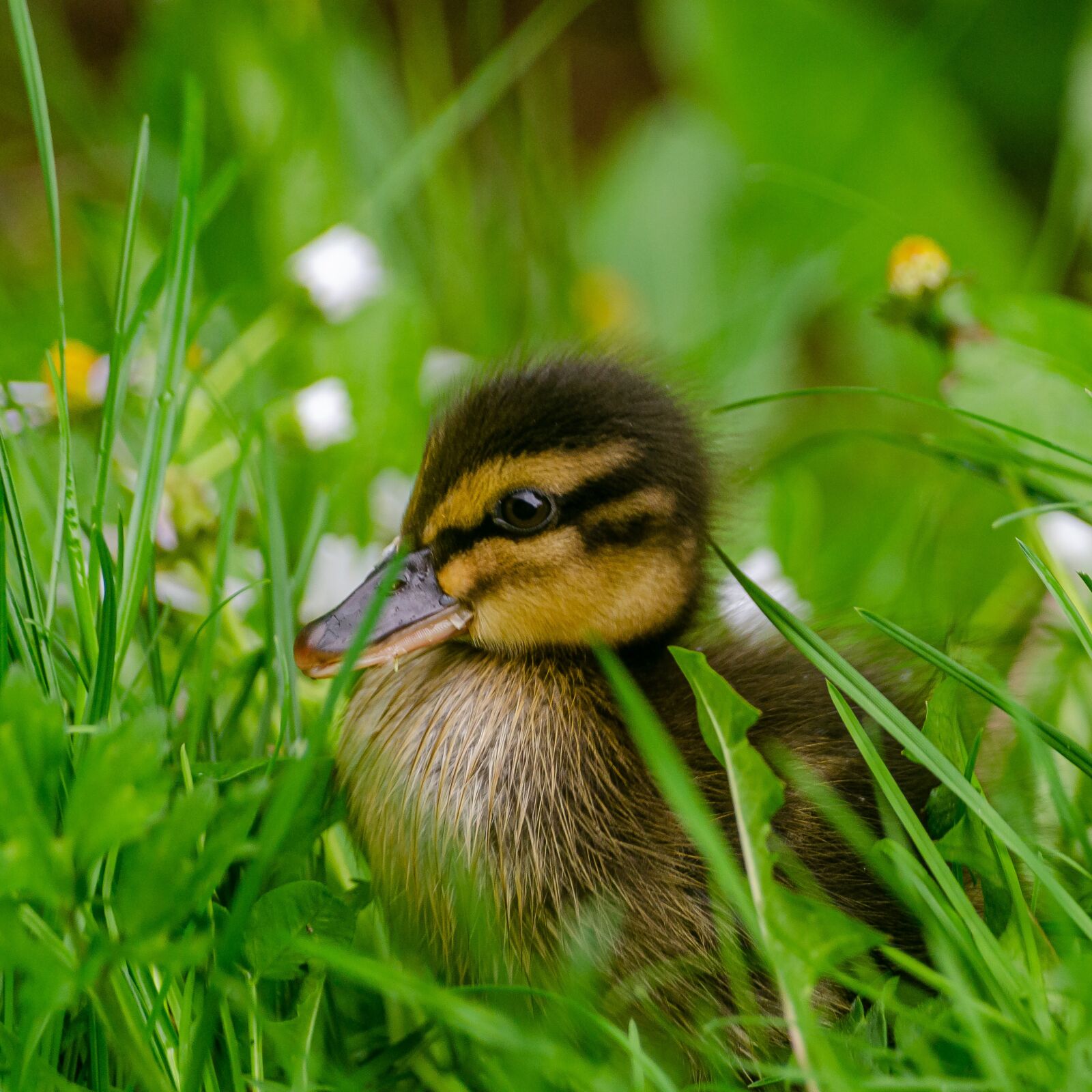 Nikon D7000 sample photo. Duckling, duck, baby photography