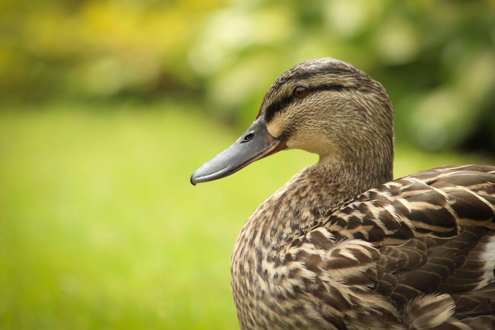 Canon EOS 100D (EOS Rebel SL1 / EOS Kiss X7) sample photo. Animal, bird, close-up photography