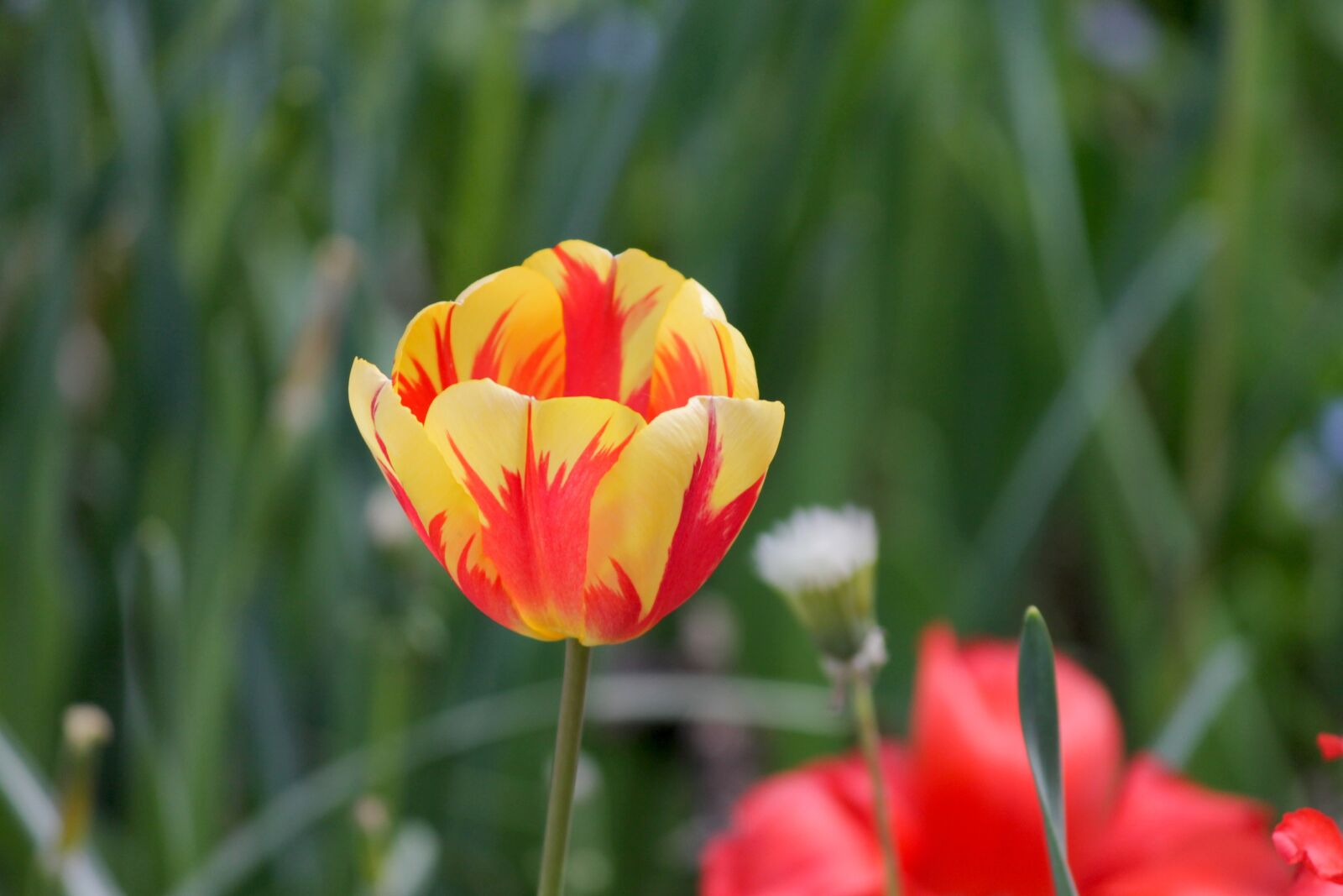 Canon EOS 1100D (EOS Rebel T3 / EOS Kiss X50) sample photo. Tulip, half closed, blossom photography