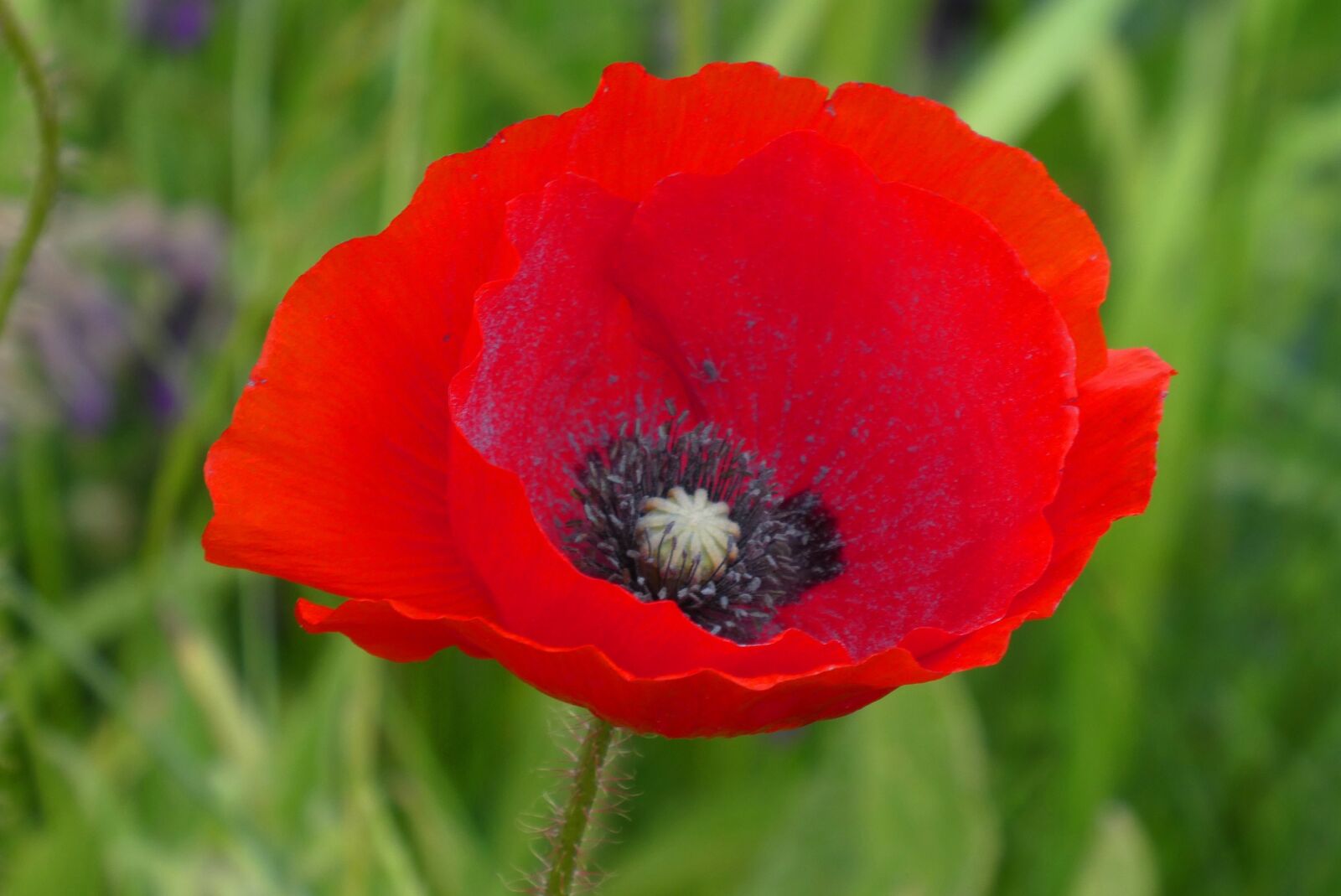 Panasonic Lumix DC-ZS70 (Lumix DC-TZ90) sample photo. Poppy, red flower, ditch photography