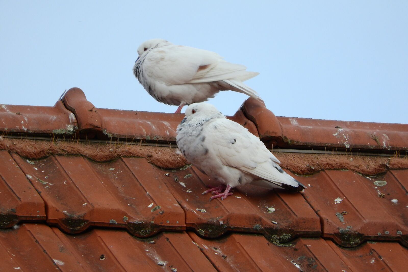 Nikon Coolpix P610 sample photo. Pigeons, dove, white dove photography