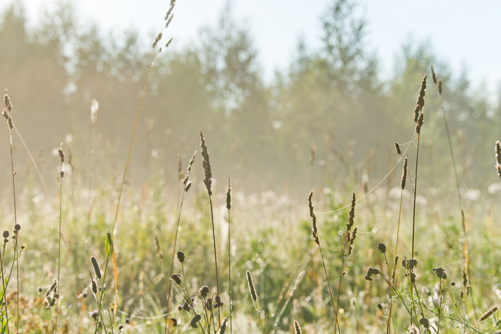 Sony Alpha DSLR-A850 sample photo. Nature, landscape, field photography