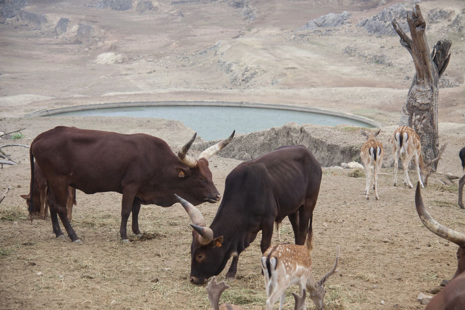 Canon EOS 50D sample photo. Toro, animal, livestock photography