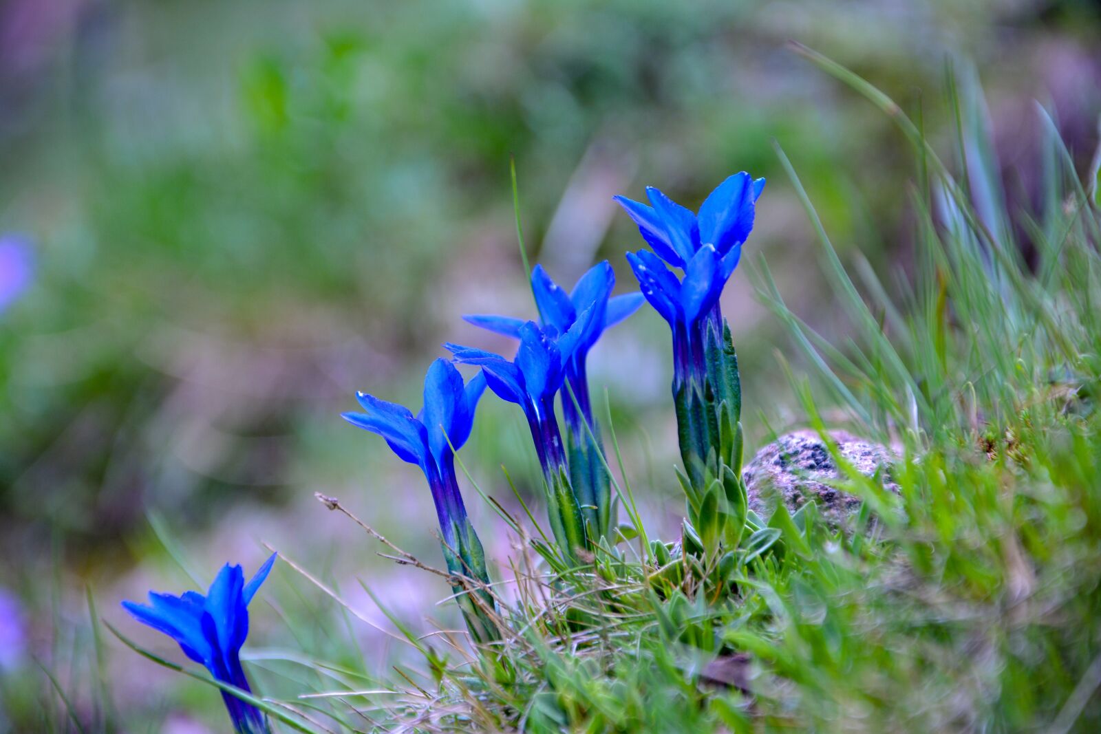 Nikon D7100 sample photo. Spring gentian, gentiana verna photography