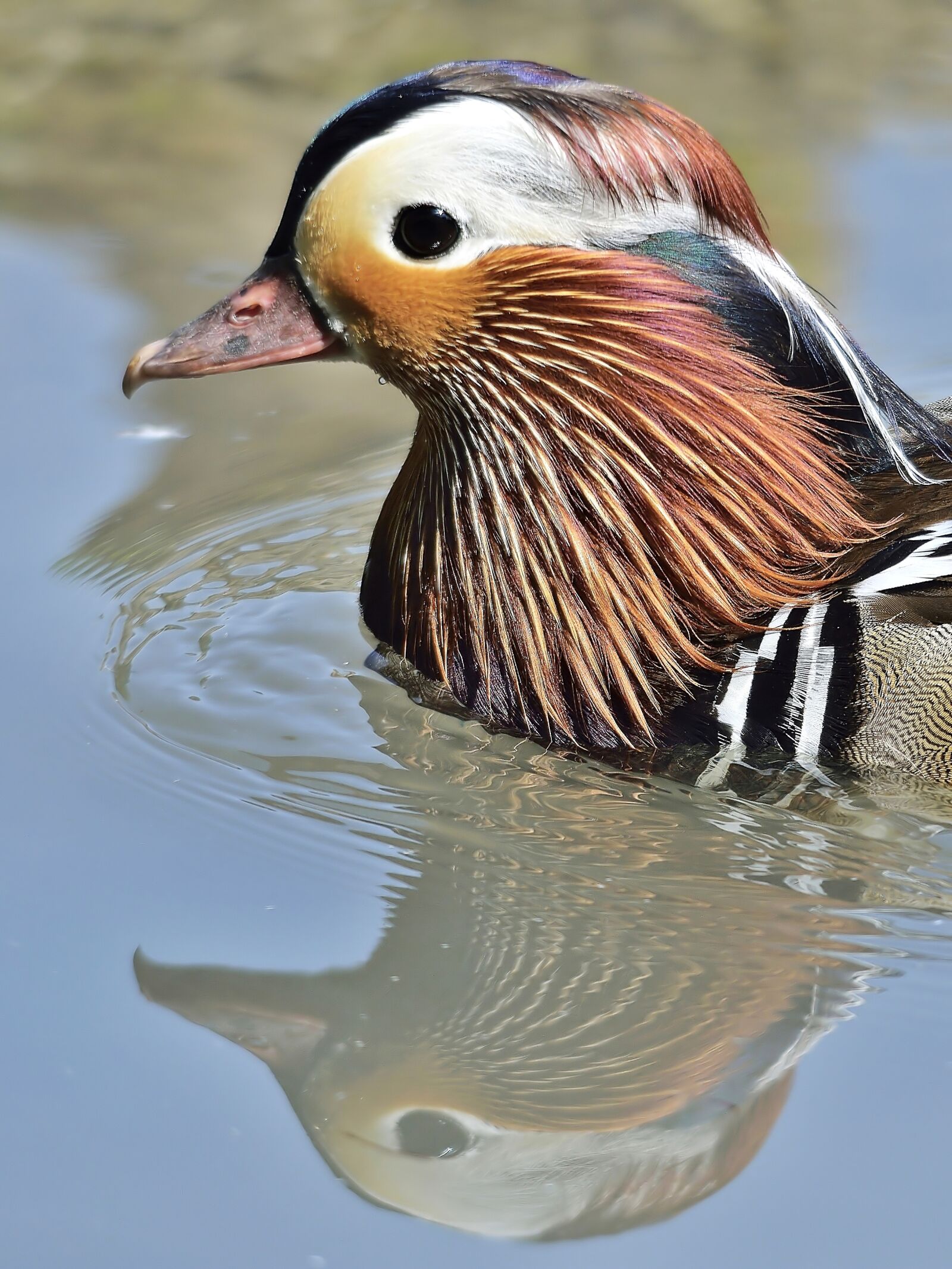 Nikon D7100 sample photo. Duck, mandarina, plumage photography