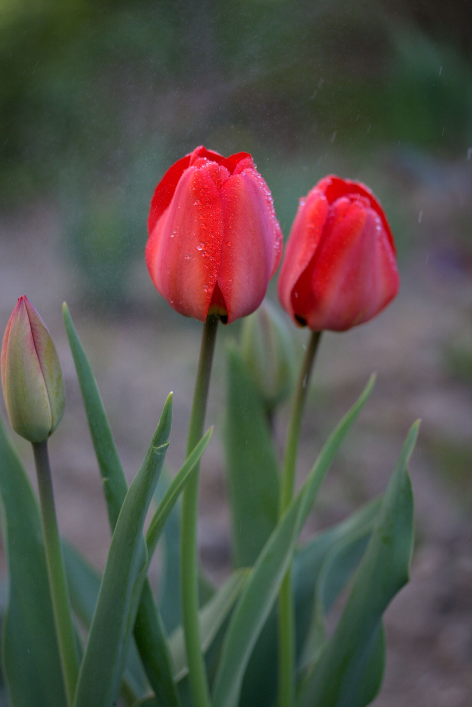 Canon EOS 700D (EOS Rebel T5i / EOS Kiss X7i) sample photo. Tulips, red, rain photography