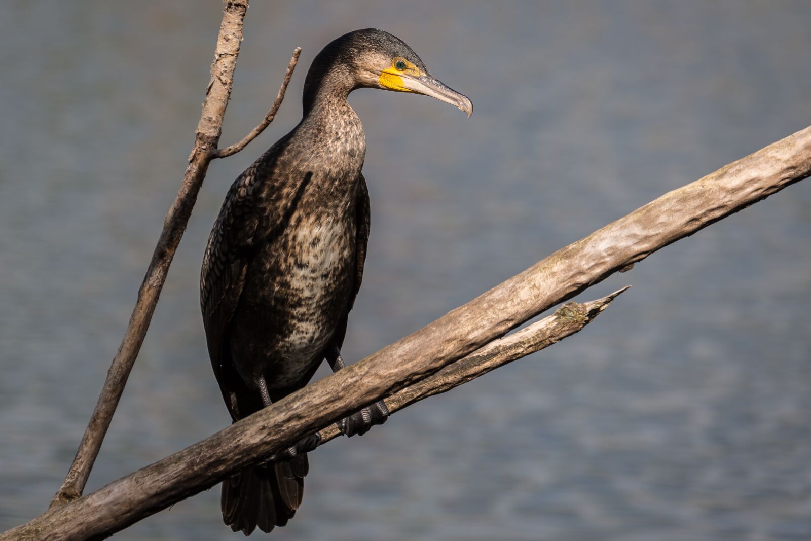 Canon EF 70-300mm F4-5.6L IS USM sample photo. Bird, cormorant, lake photography