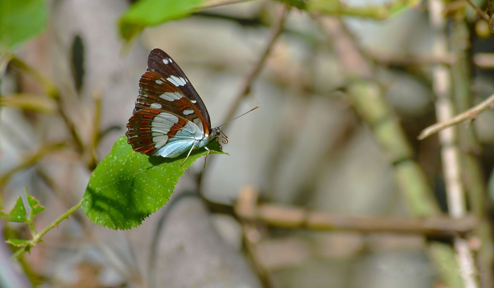 Nikon D5100 sample photo. πεταλύδα, nature, colorful photography