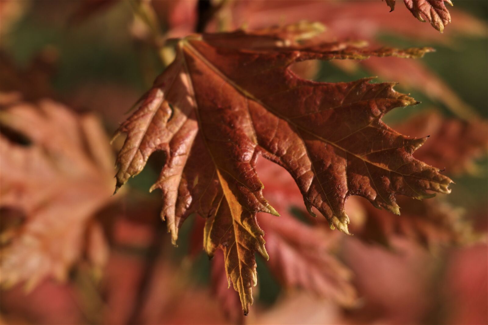 Canon EOS 80D sample photo. Lonely, red, leaf photography