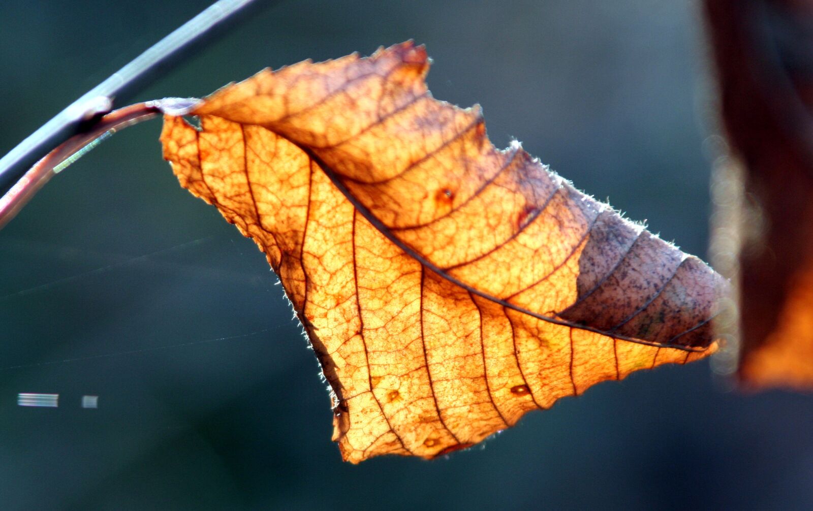 Canon EOS 350D (EOS Digital Rebel XT / EOS Kiss Digital N) sample photo. Leaves, fall, nature photography