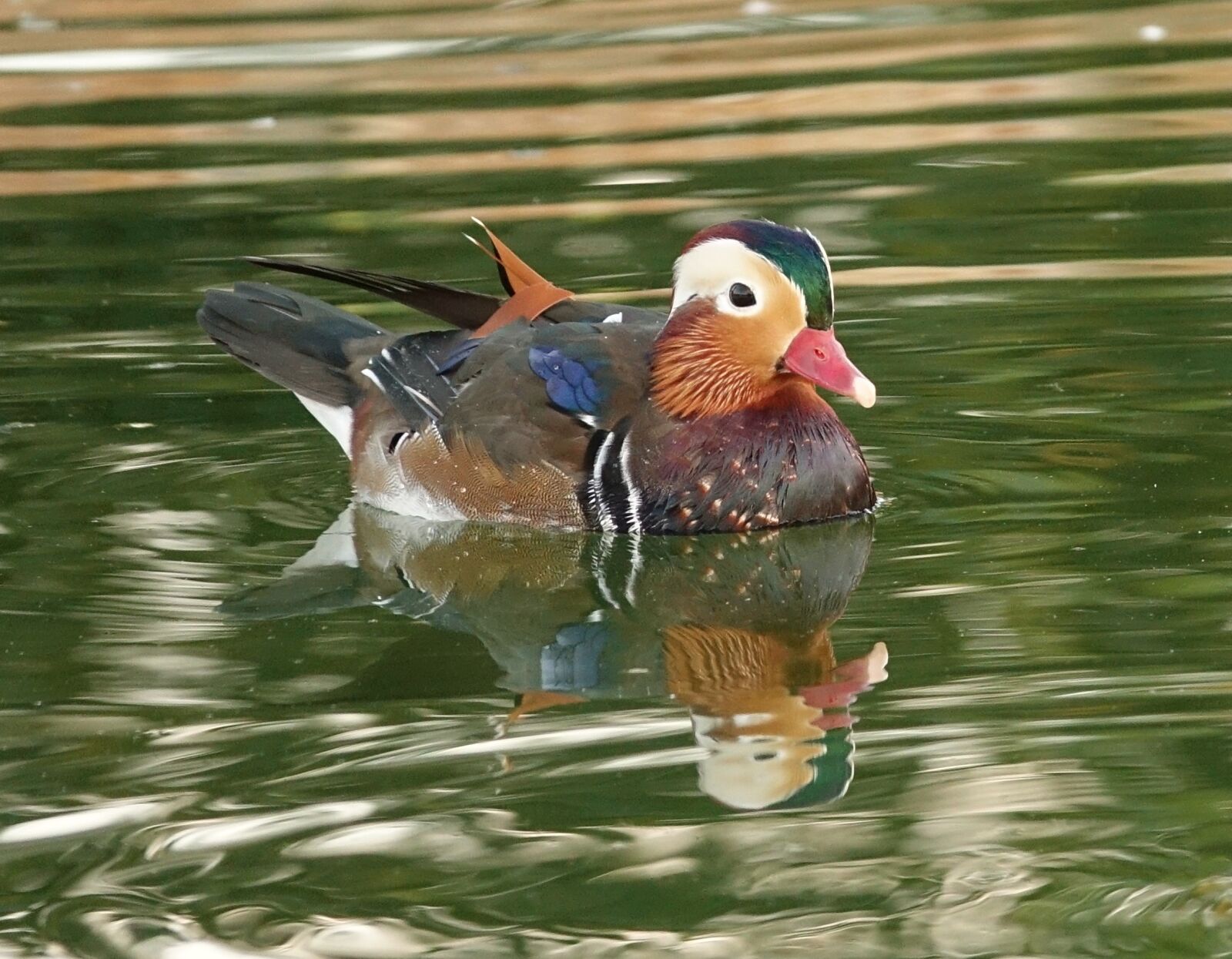 Sony Cyber-shot DSC-RX10 III sample photo. Drake, mandarin, duckling photography