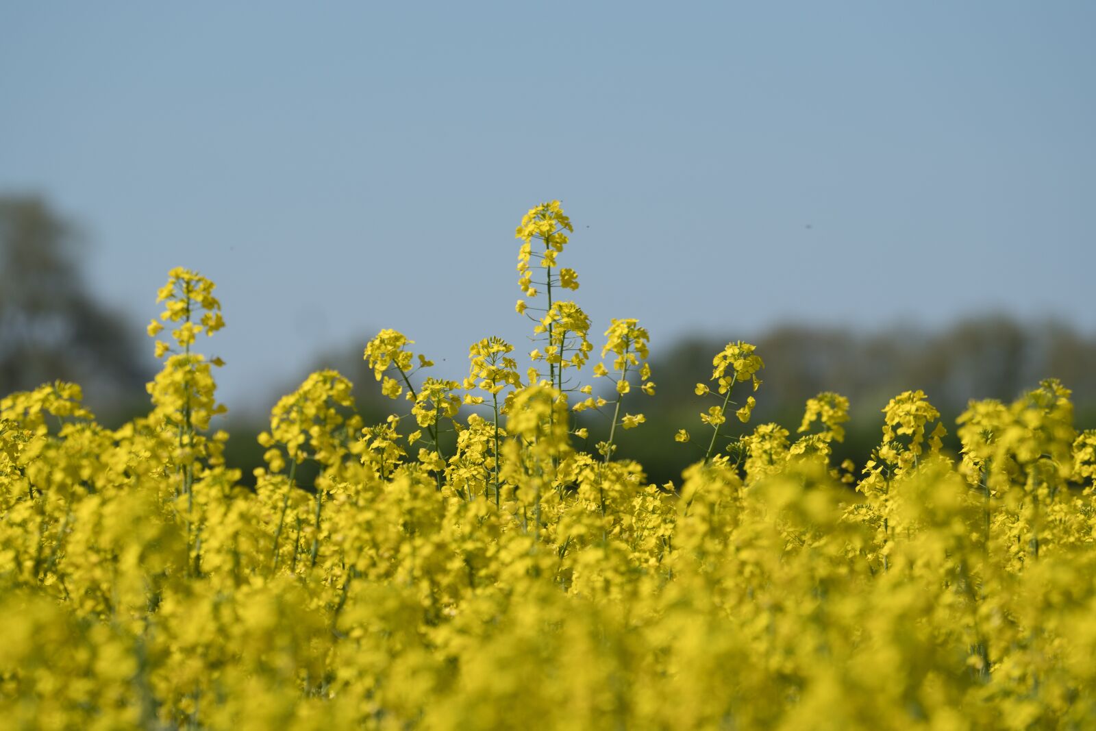 Sony a6300 + Sony FE 70-200mm F4 G OSS sample photo. Oilseed rape, field, yellow photography
