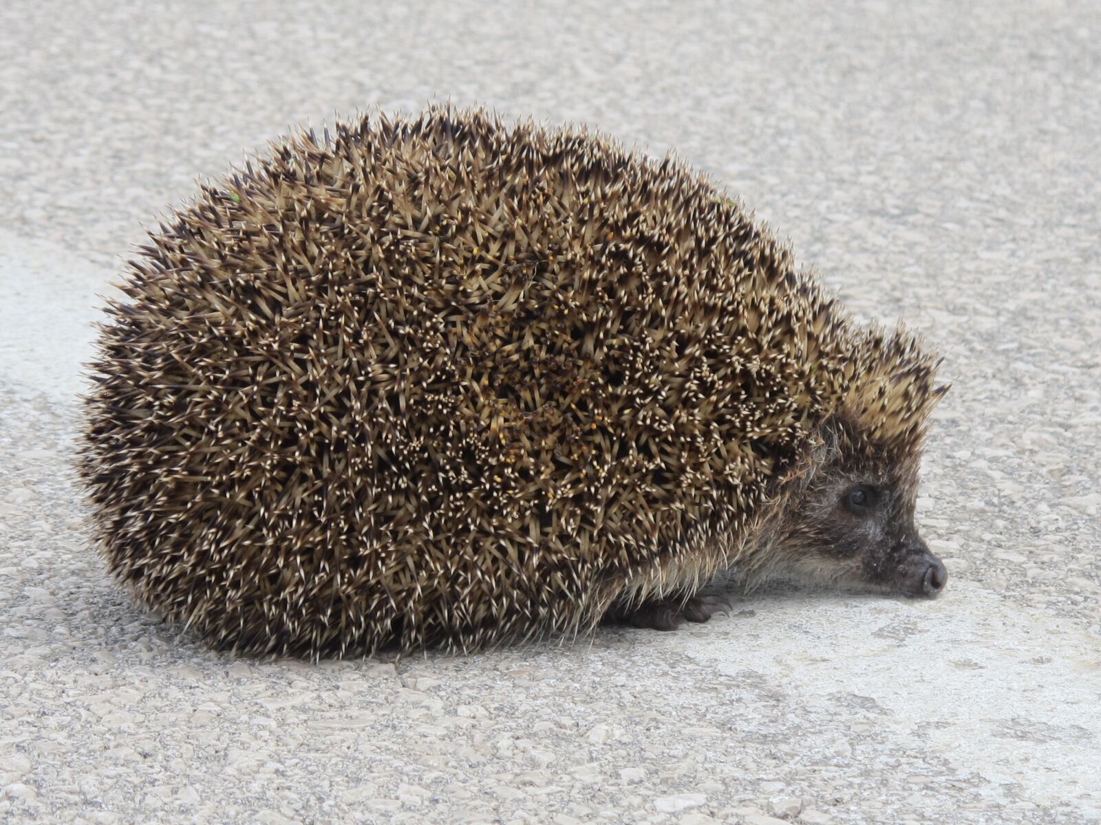 Canon PowerShot G12 sample photo. Hedgehog, animal, spines photography