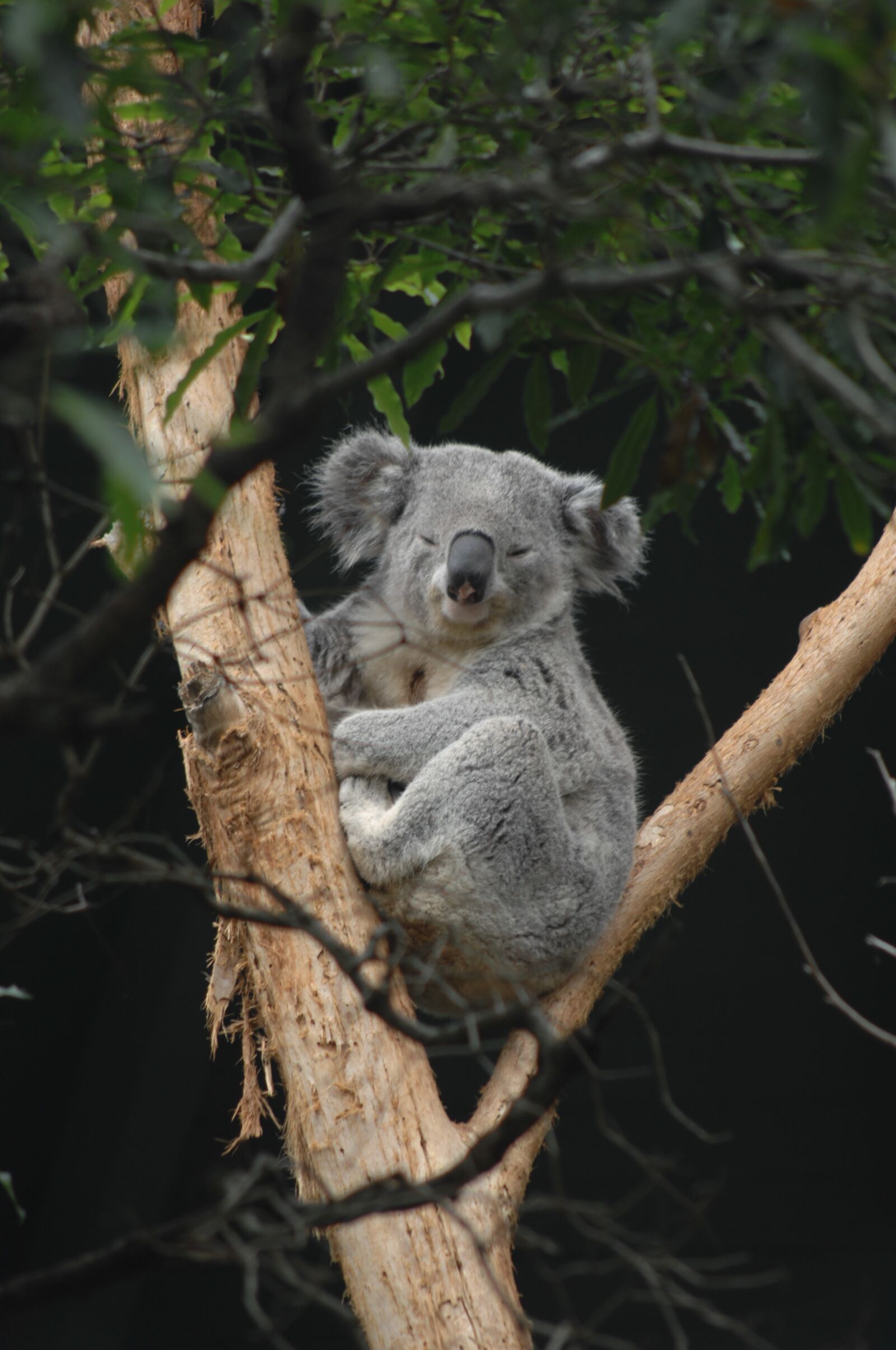 Nikon D2X sample photo. Australia, sydney, koala bear photography