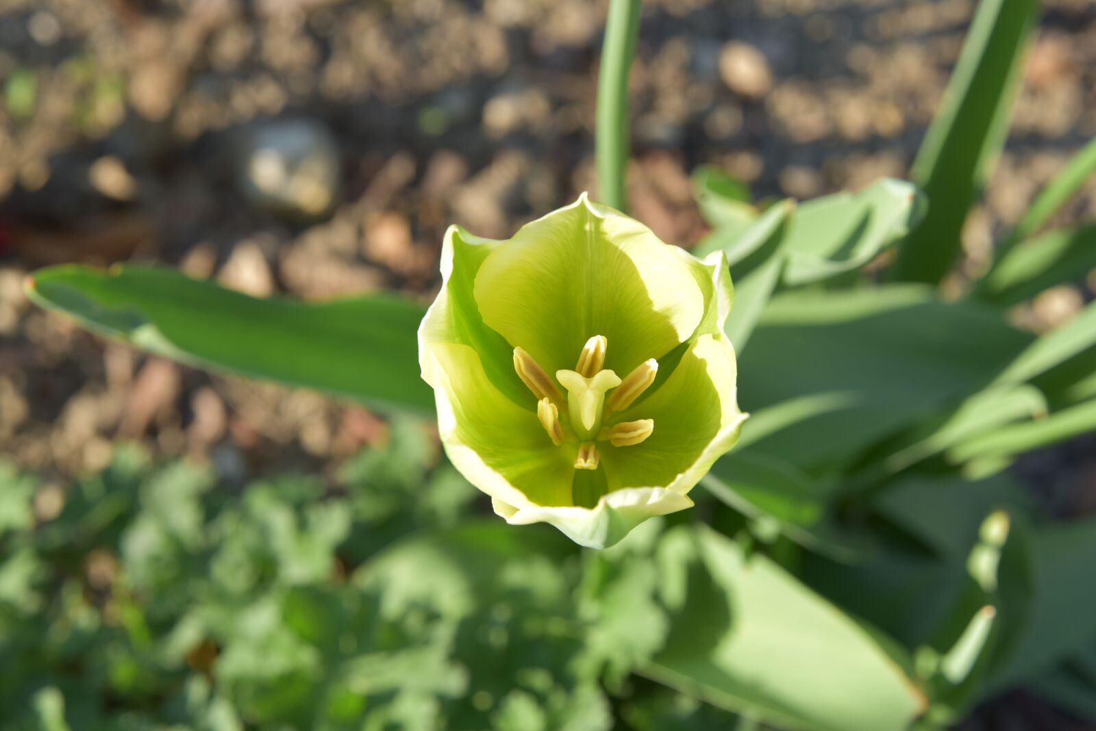Nikon D750 sample photo. Green, tulip, flower photography