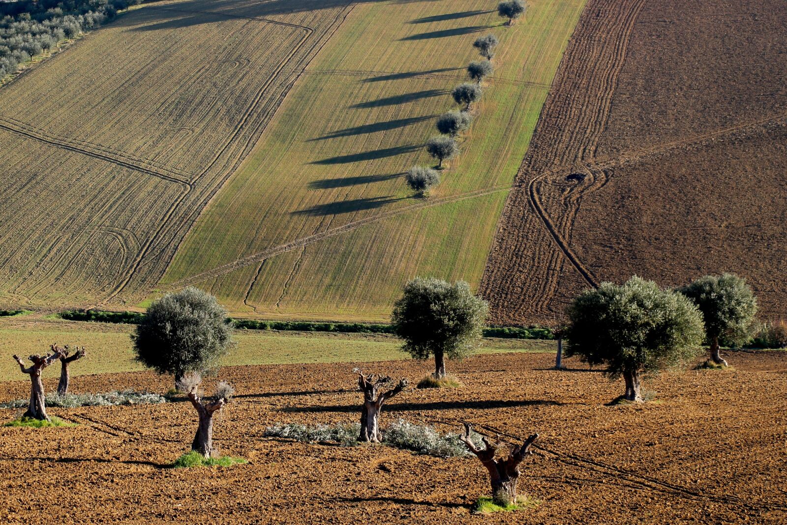 Canon EOS 100D (EOS Rebel SL1 / EOS Kiss X7) sample photo. Olive, trees, nature photography