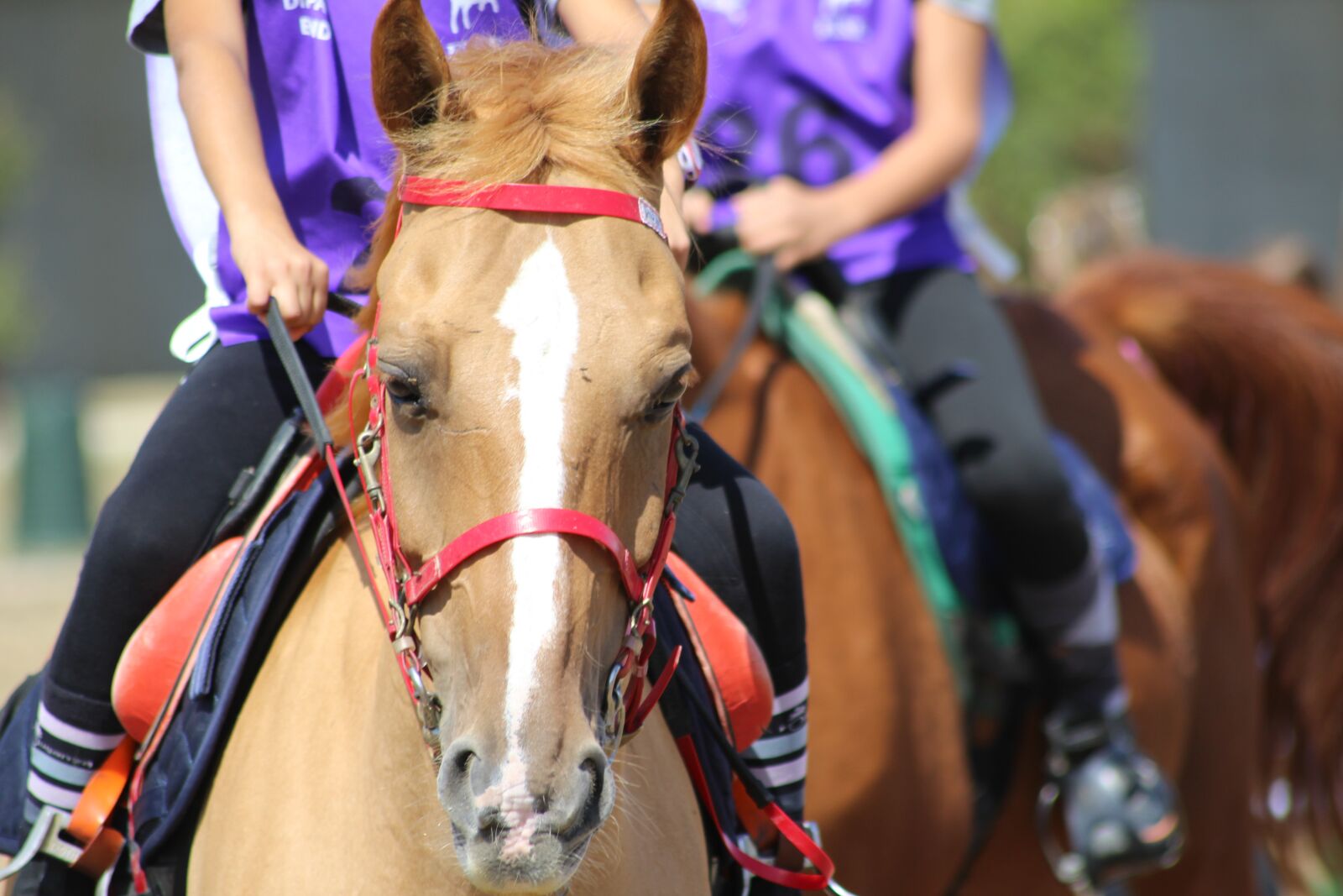 Canon EOS 1200D (EOS Rebel T5 / EOS Kiss X70 / EOS Hi) sample photo. Horse riding, endurance, pony photography