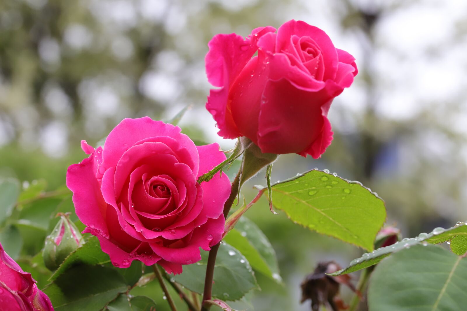 Canon EOS 6D Mark II sample photo. Rose, petal, flowers photography