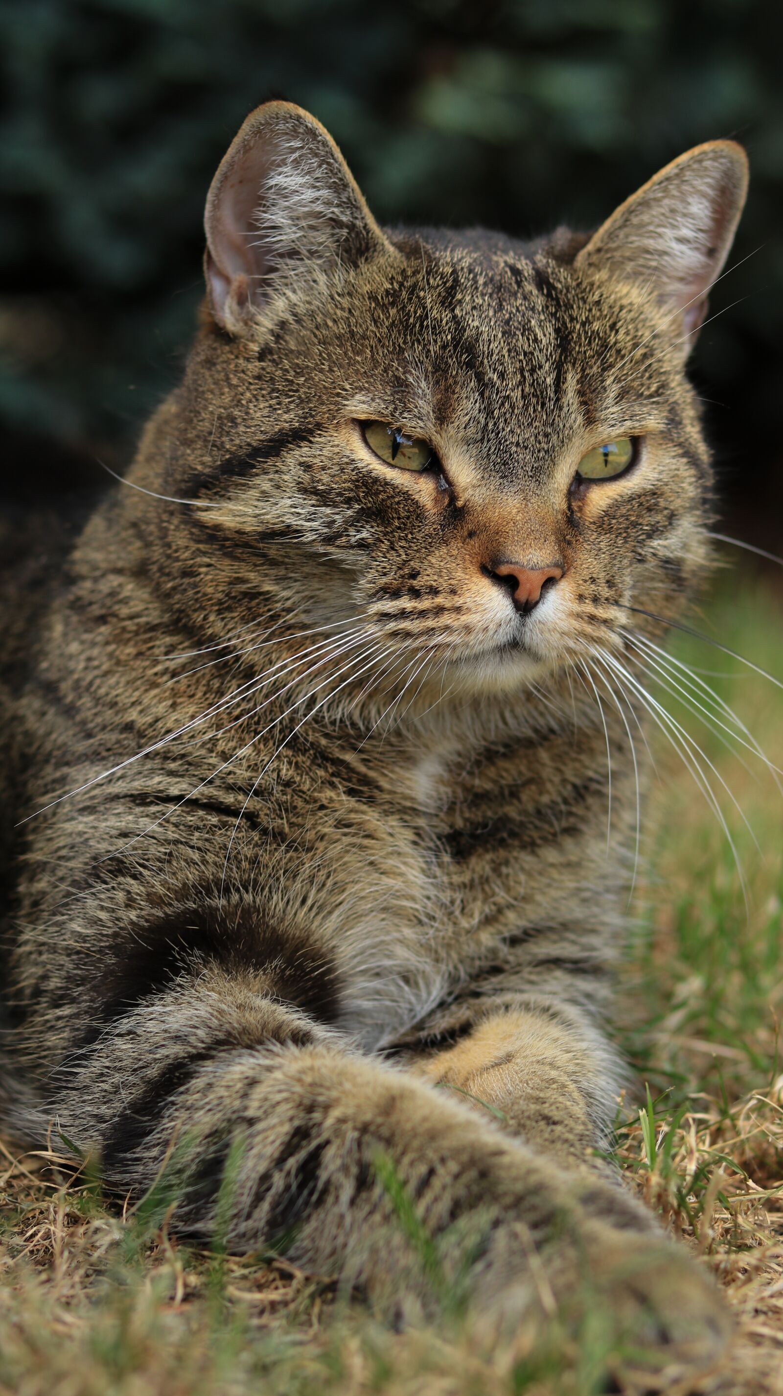 Canon EOS 80D sample photo. Cat, garden, domestic cat photography