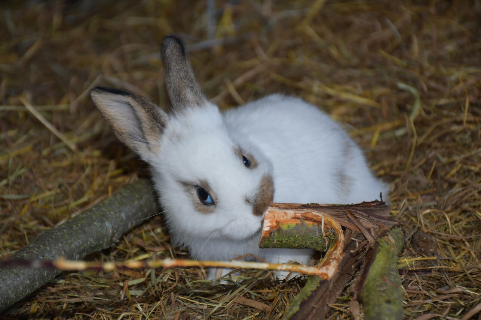 Nikon D7500 sample photo. Hare, small hare, rabbit photography