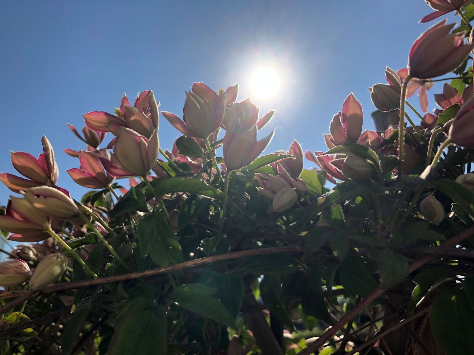 iPhone 8 back camera 3.99mm f/1.8 sample photo. Sun, blossom, bloom photography
