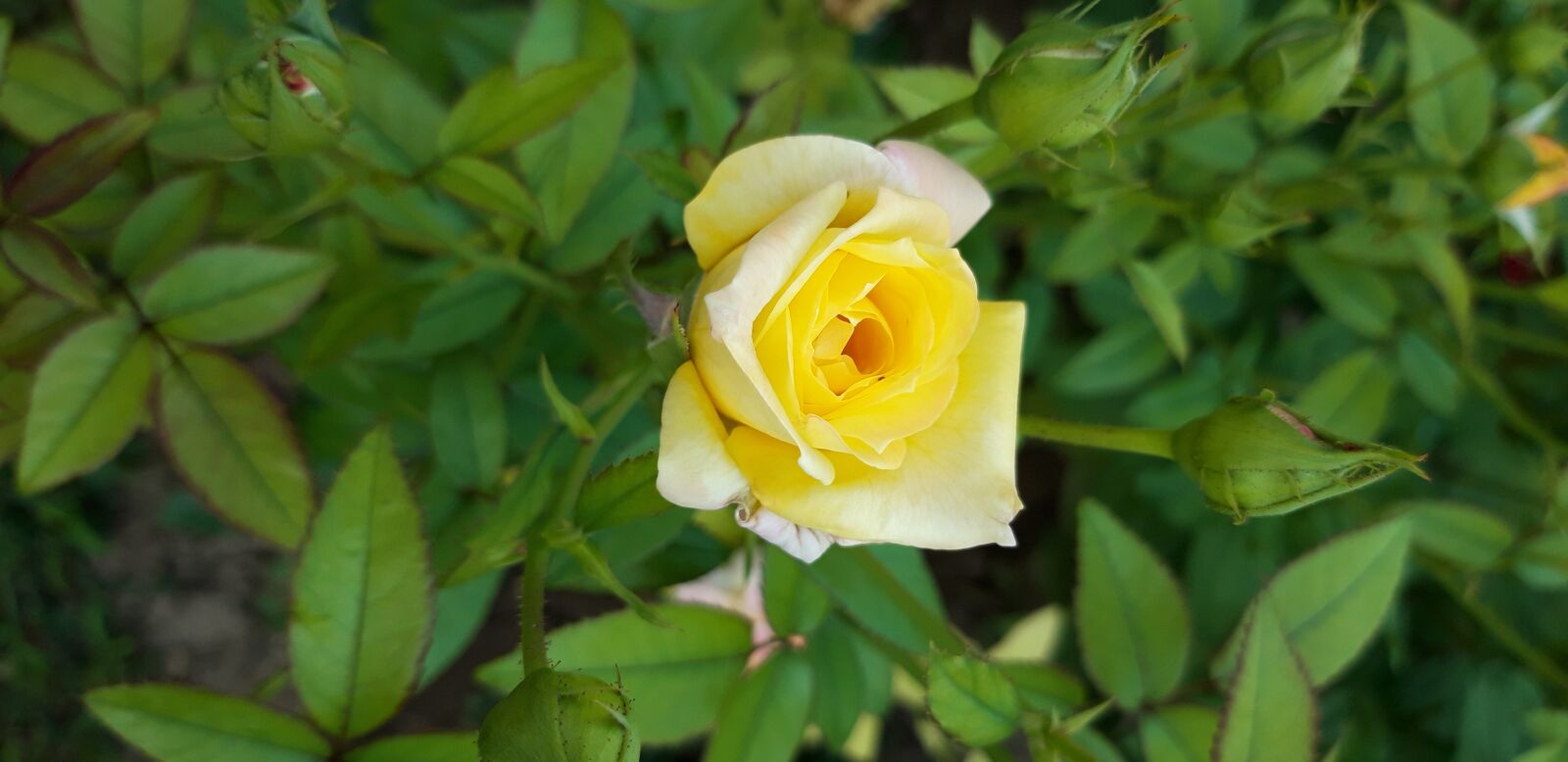 Samsung Galaxy A6 sample photo. Rose, green, flowers photography