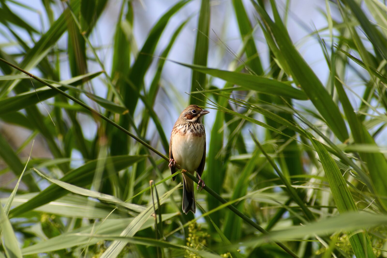 VR 70-300mm f/4.5-6.3G sample photo. Animal, grass, green photography