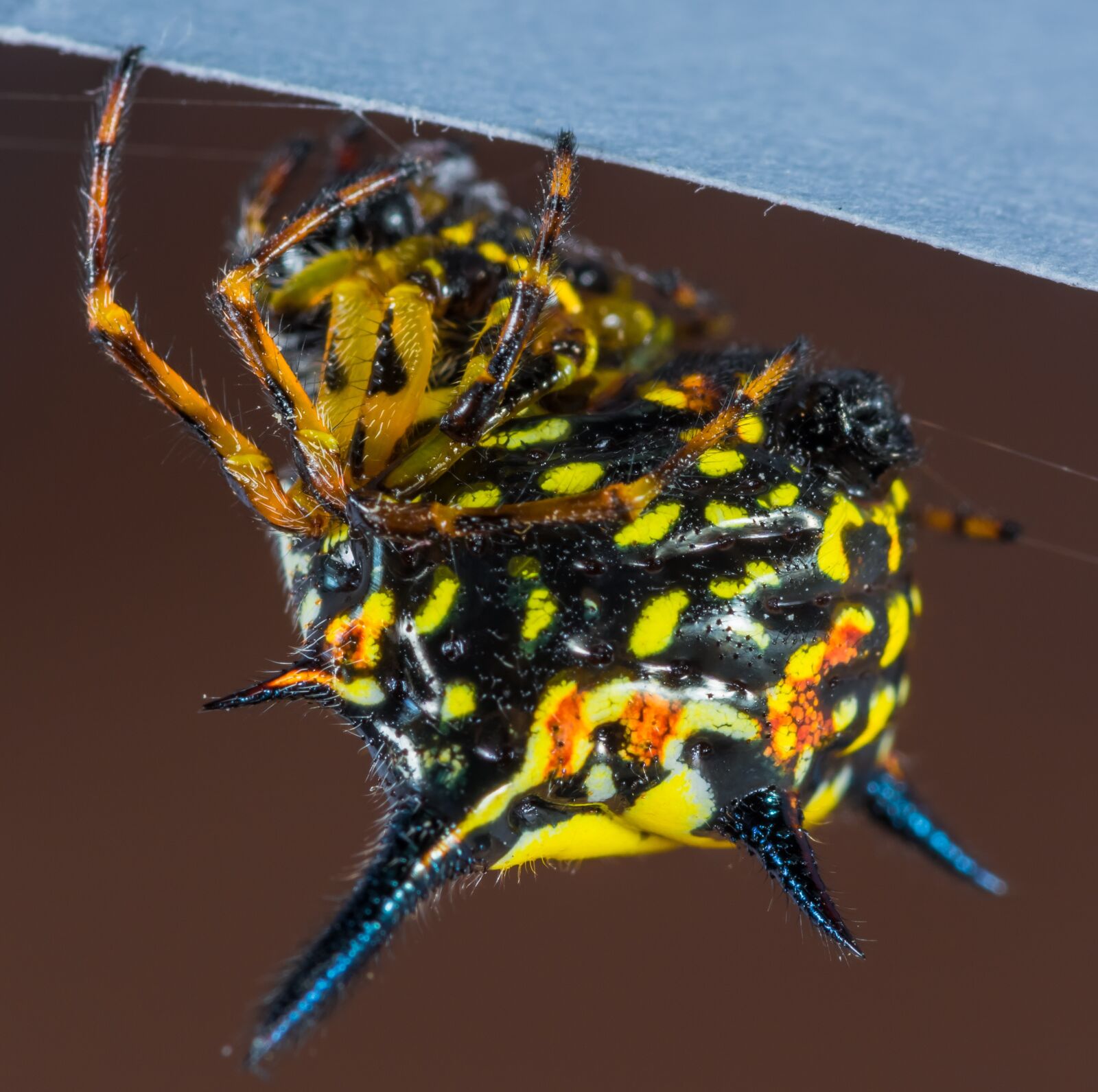 Nikon D5200 sample photo. Small spider, spider, arachnid photography