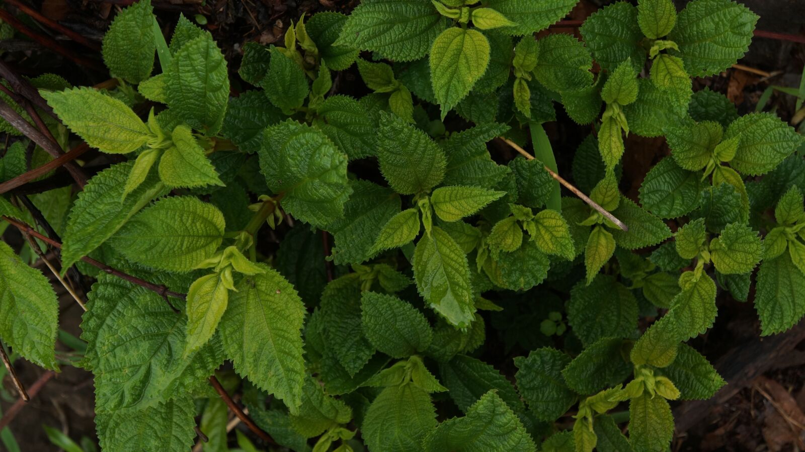 Sony Alpha a3000 + Sony E 18-55mm F3.5-5.6 OSS sample photo. Nature, wallpaper, green photography