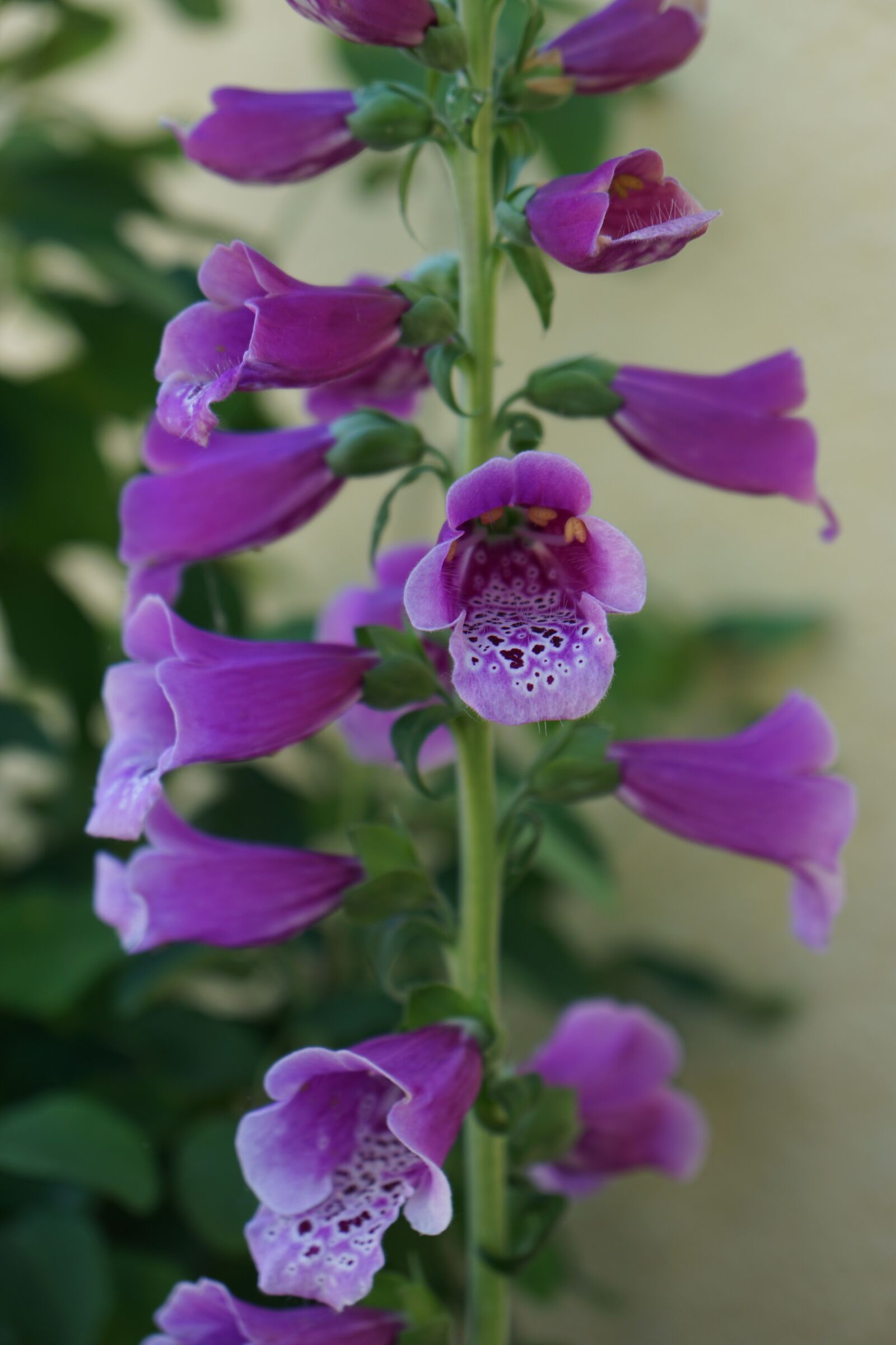 Sony a6000 + Sony Vario-Tessar T* E 16-70mm F4 ZA OSS sample photo. Flower, nature, summer photography