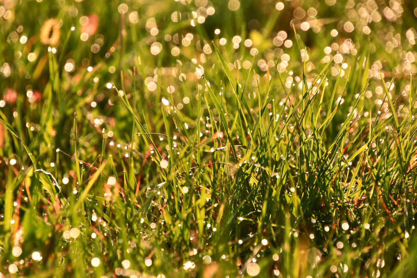 Nikon D7500 sample photo. Grass, dew, in the photography
