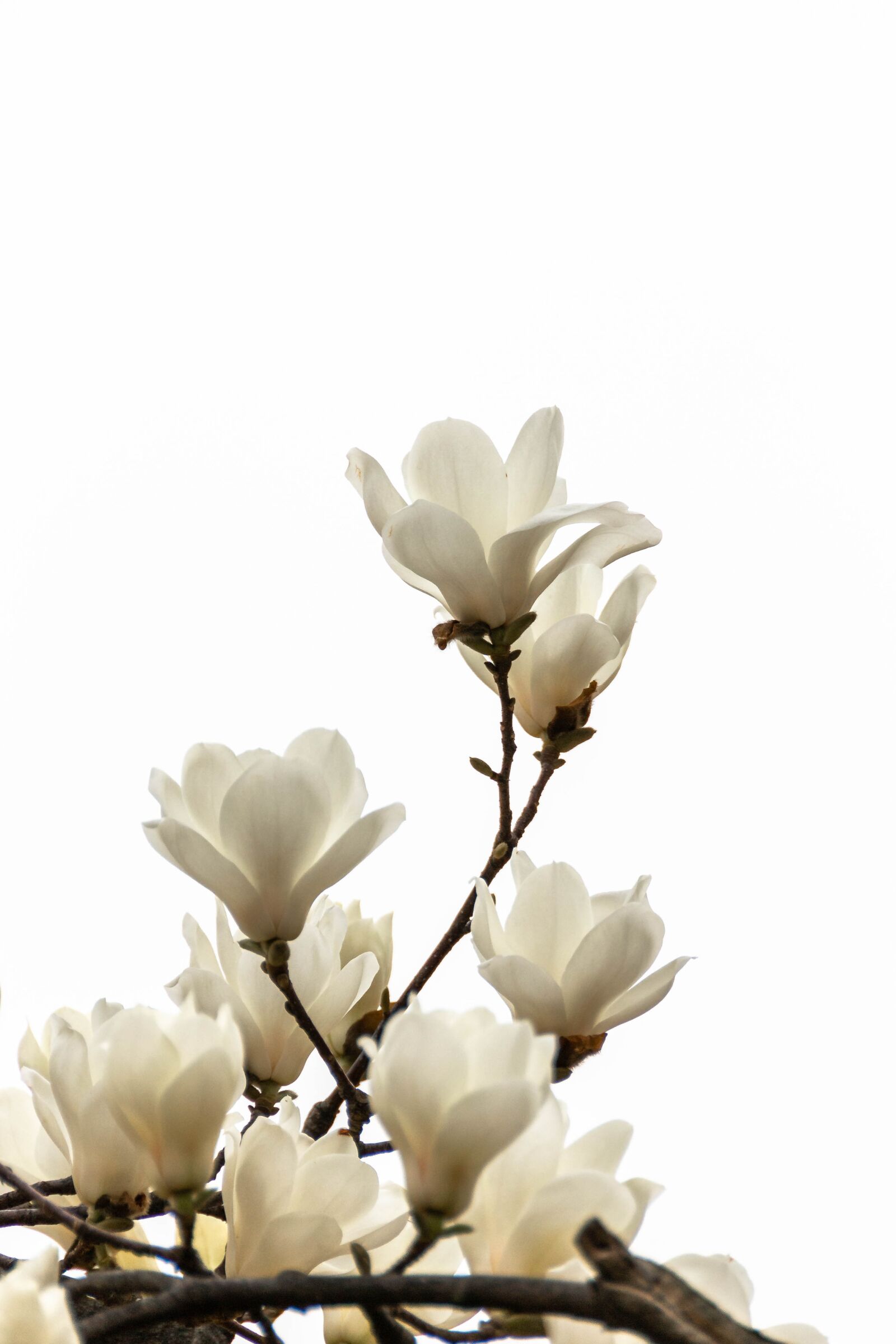 Nikon D3100 sample photo. Magnolia, flowers, spring photography