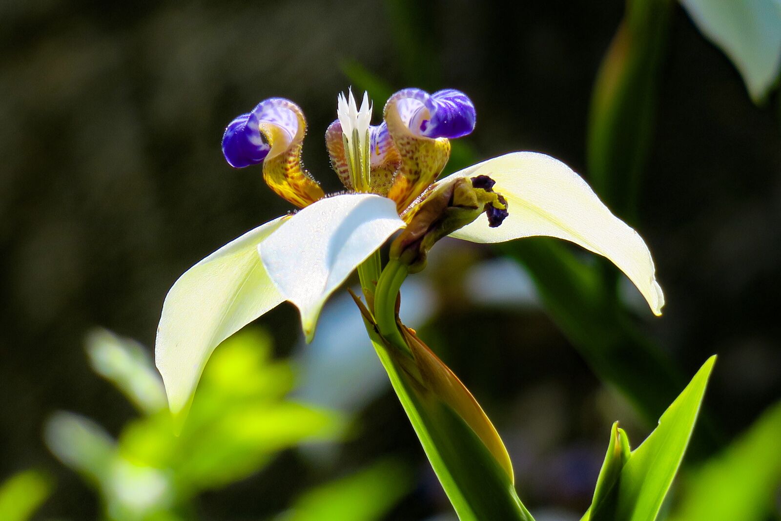 Canon PowerShot G3 X sample photo. Iris, nature, plant photography