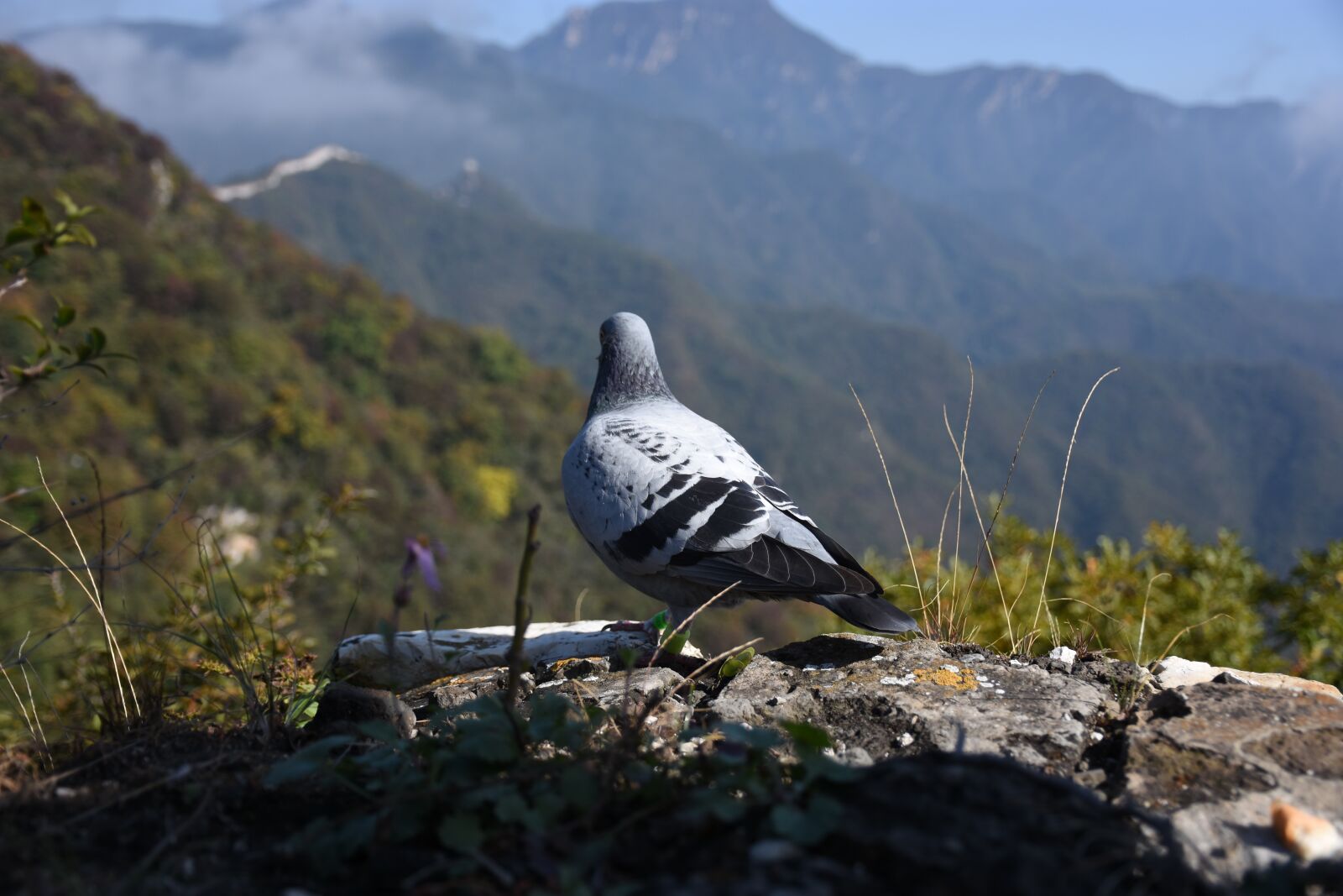 Nikon D7200 sample photo. The great wall, pigeon photography
