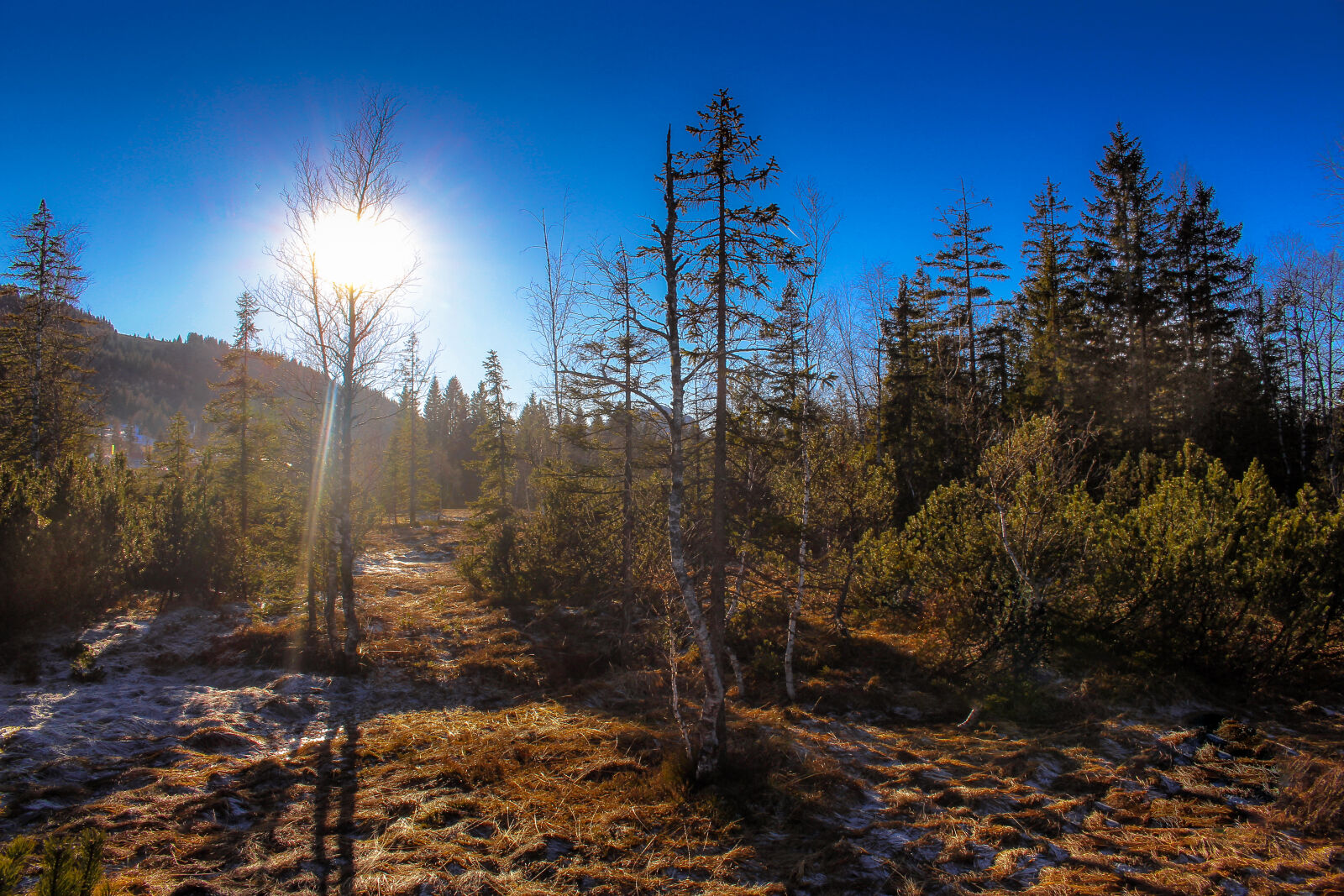 Canon EOS 700D (EOS Rebel T5i / EOS Kiss X7i) sample photo. Blue, sky, forest, landscape photography